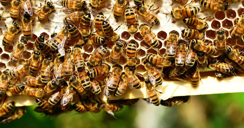 Effet de la 5G sur les abeilles et les animaux